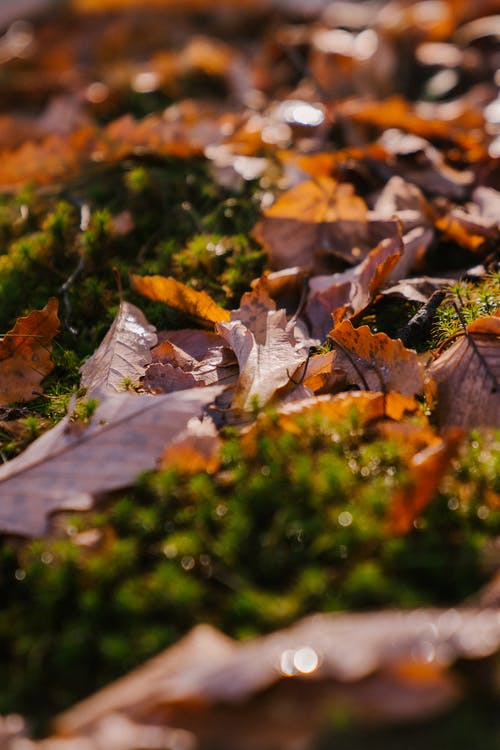 秋天的落叶，在森林里的草 · 免费素材图片