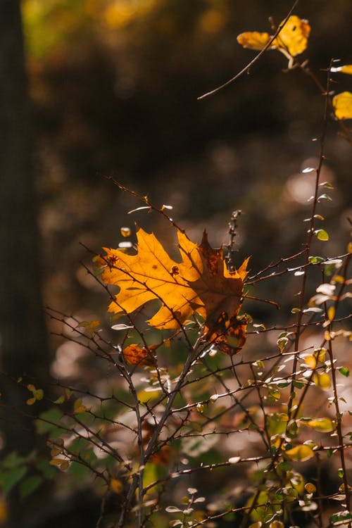 秋天的落叶的温柔的树枝在阳光下 · 免费素材图片