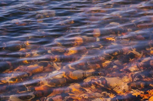 在秋日荡漾的河水 · 免费素材图片