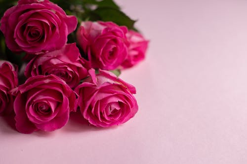 白色表面上的粉红玫瑰 · 免费素材图片