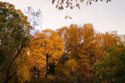 秋天的树木在城市公园中生长 · 免费素材图片