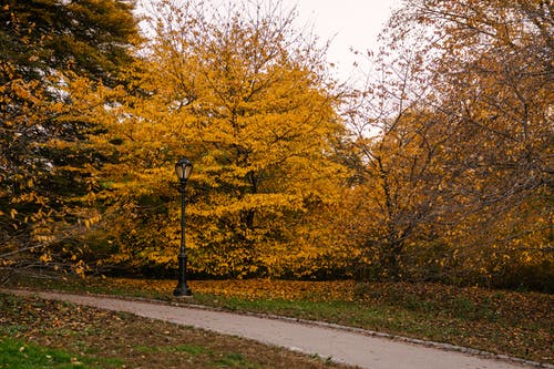 空荡荡的人行道，在秋天的公园在日光下 · 免费素材图片