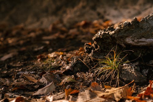 绿豆芽生长在秋天森林里的石头附近 · 免费素材图片