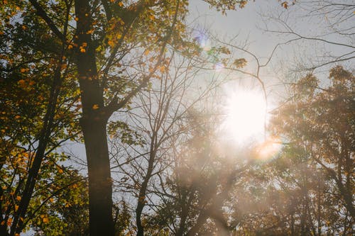 高高的秋天树木在公园里的阳光下 · 免费素材图片