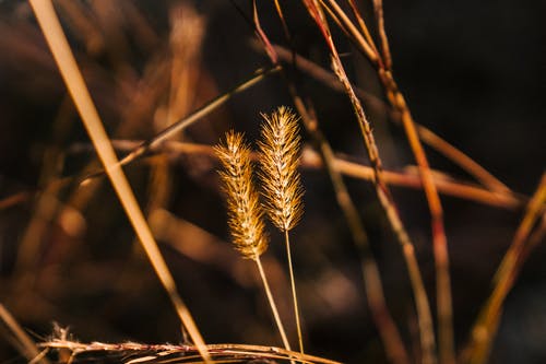 干小麦生长在农村领域 · 免费素材图片