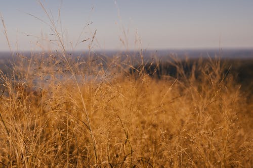 山区茂盛的旱田 · 免费素材图片