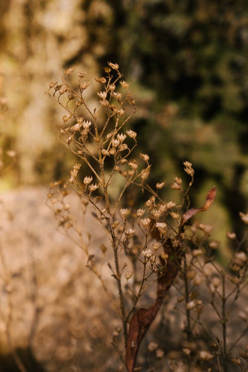 在明亮的阳光下干燥盛开的野花 · 免费素材图片