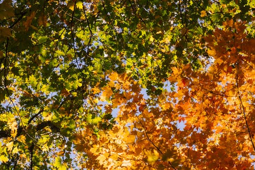 黄色和绿色的树叶在秋天的蓝天下的树木 · 免费素材图片