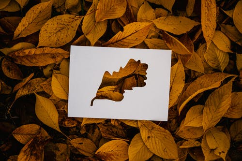 落叶上的简单抠图卡 · 免费素材图片