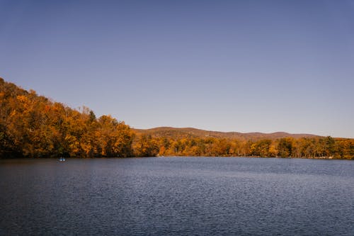 树木环绕的平静湖 · 免费素材图片