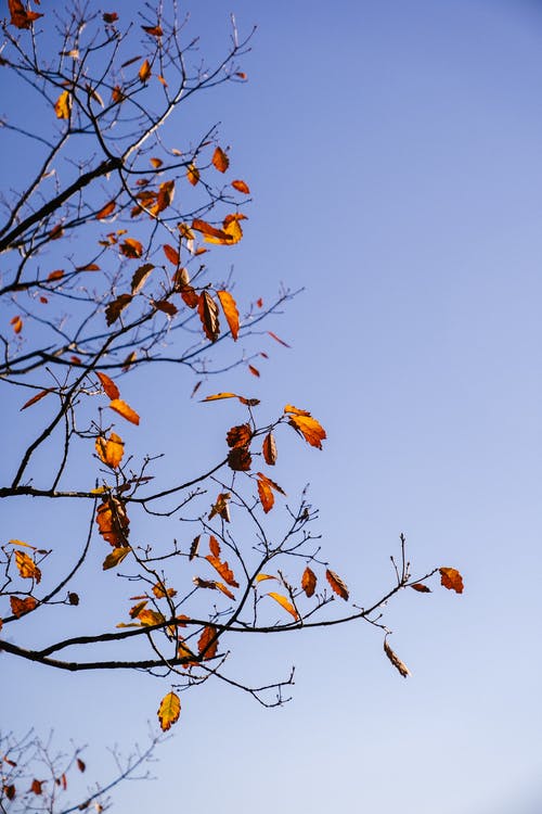 秋天一棵树对天空的分支 · 免费素材图片