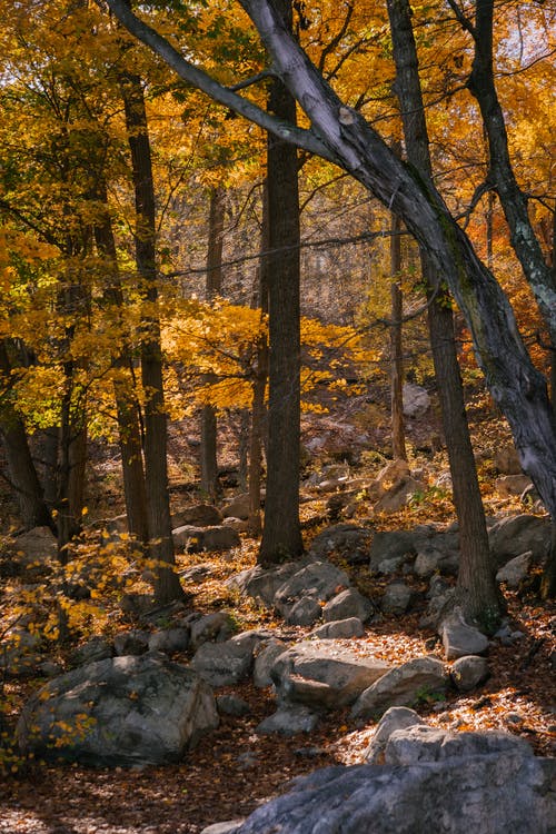 在秋天的树林中生长的树 · 免费素材图片
