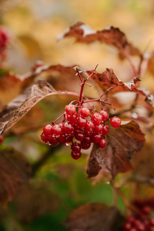 荚vi在秋天的树林中的红色浆果 · 免费素材图片