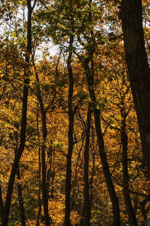 在秋天的公园高大的树木 · 免费素材图片