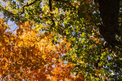 郁郁葱葱的树木，金黄和绿色的树叶在阳光灿烂的日子 · 免费素材图片