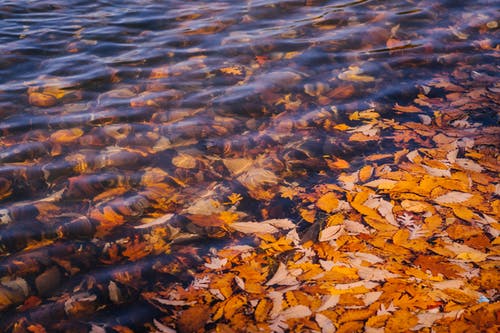 湖的流水中的秋叶 · 免费素材图片