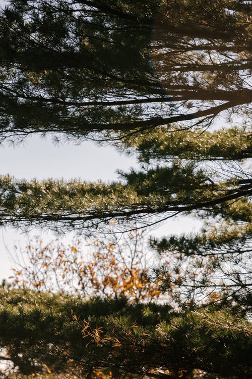 高大的树木，生长在公园里的天空下 · 免费素材图片