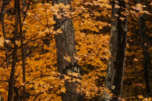 茂密的树叶间厚厚的树干 · 免费素材图片