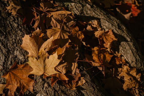 在秋天的森林中干燥落叶在石头上 · 免费素材图片