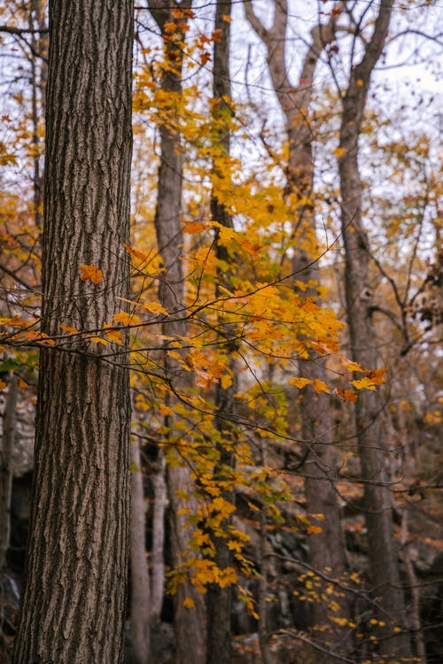 秋天的叶子生长在森林里的树木上 · 免费素材图片