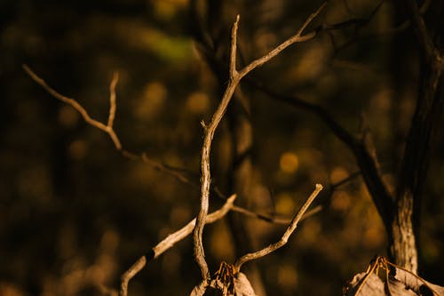 在秋天的树林干波浪树枝 · 免费素材图片