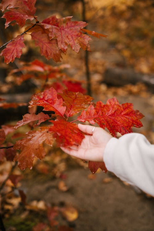 匿名的人接触生动的红色叶子在森林里 · 免费素材图片