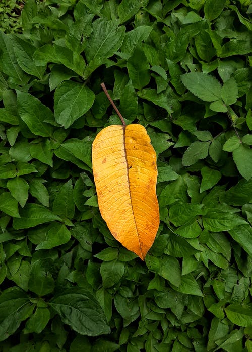 有关垂直拍摄, 天性, 工厂的免费素材图片