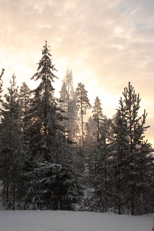 有关冬季, 冬季景观, 垂直拍摄的免费素材图片