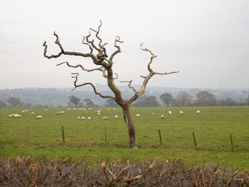 有关动物, 天性, 天空的免费素材图片