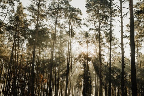 有关一缕阳光, 天性, 天空的免费素材图片