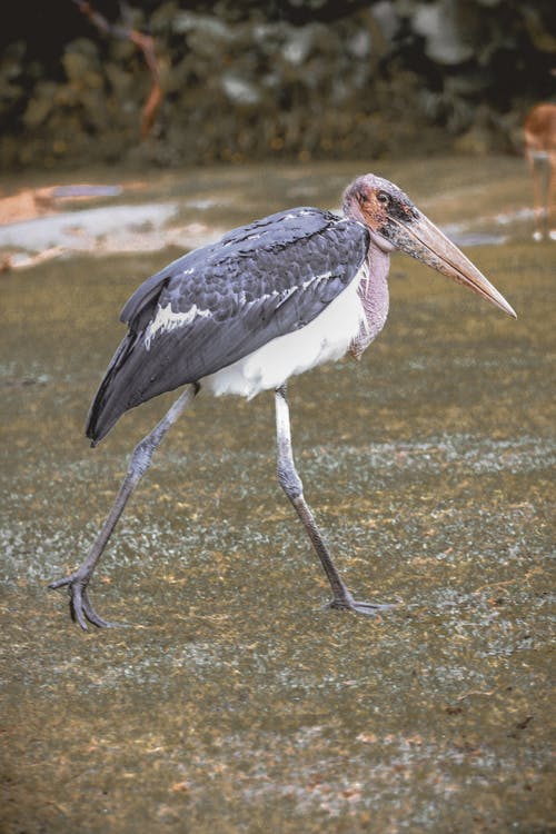 有关保存, 全身, 公园的免费素材图片