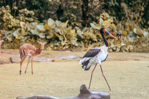 有关一起, 全身, 公园的免费素材图片