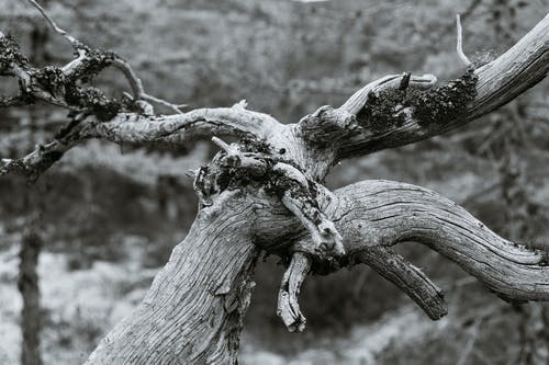 有关bw, 下落, 乾燥的免费素材图片