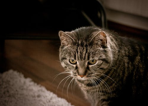 有关公寓, 冷静, 凝视的免费素材图片