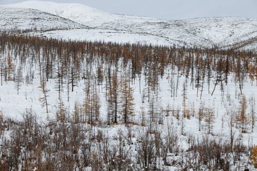 有关不变, 冬季, 冷的免费素材图片
