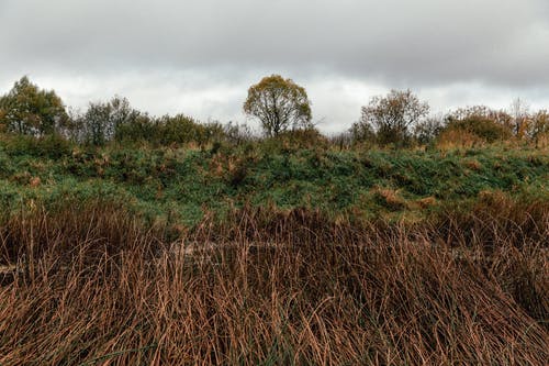 有关下落, 乾的, 冷静的免费素材图片