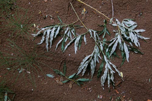 有关下落, 不变, 乾旱的免费素材图片