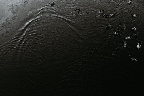 有关bw, 动物学, 动物的免费素材图片