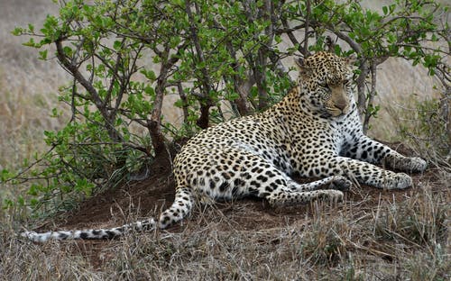 有关尾巴, 干草, 户外的免费素材图片