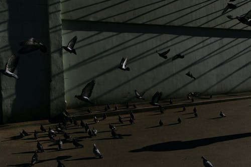 有关人行道, 光线, 地平线的免费素材图片