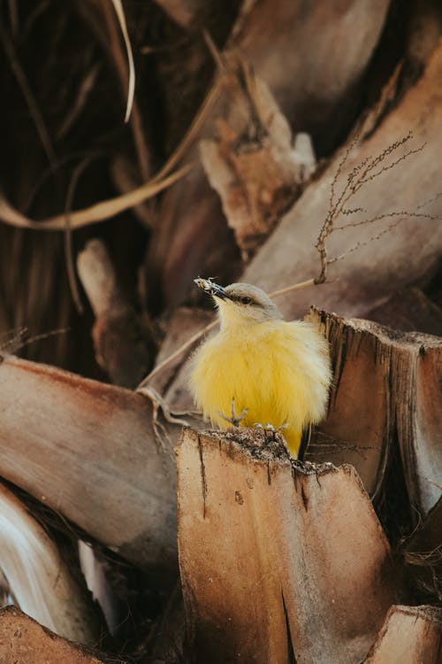 坐在木质表面上的小鸟 · 免费素材图片