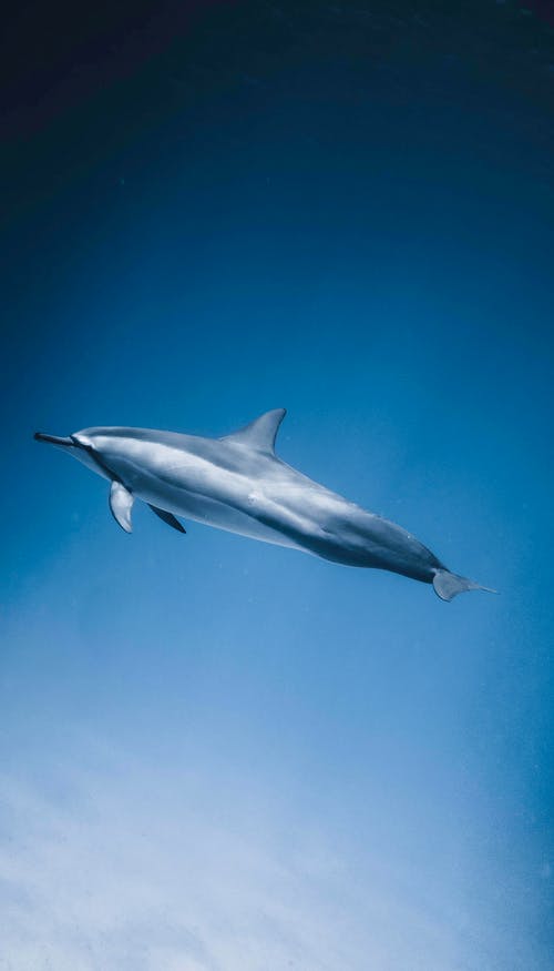 海豚独自在深海中游泳 · 免费素材图片