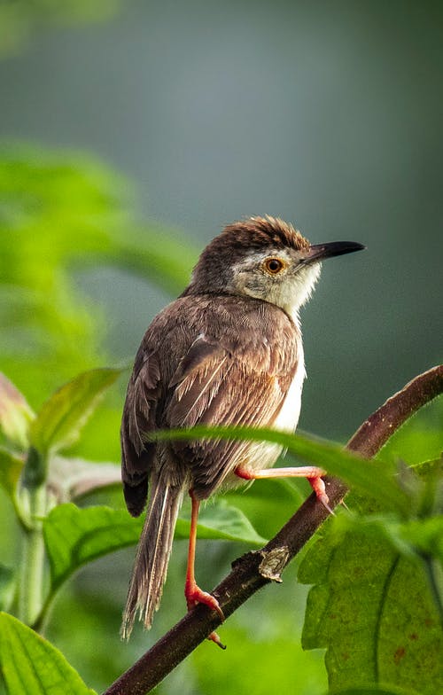 有关stonechat, 分公司, 动物学的免费素材图片