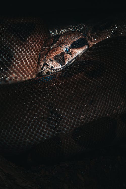 有关python, 令人不寒而栗的, 凝视的免费素材图片