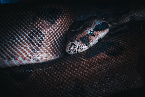 有关python, 令人不寒而栗的, 凝视的免费素材图片