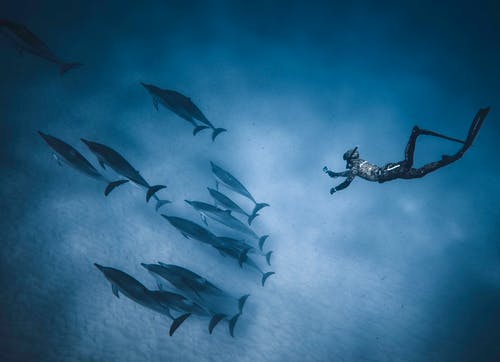 匿名潜水员在海豚群附近深水下游泳 · 免费素材图片