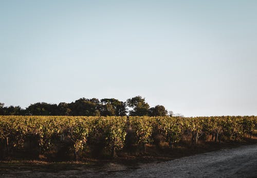 有关人行道, 光, 农艺学的免费素材图片