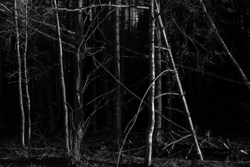 有关bw, 不均匀的, 乾的的免费素材图片