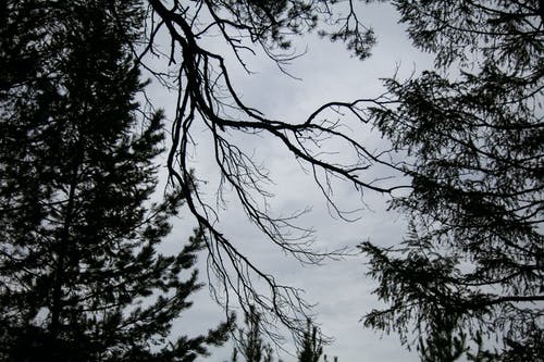 有关不变, 从下面, 低角度的免费素材图片