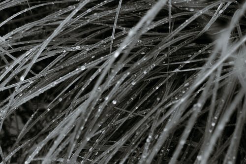 有关bw, 不变, 土地的免费素材图片